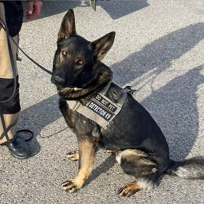 Patriot Elite Harness