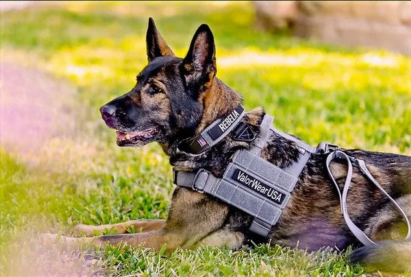 Patriot Elite Harness