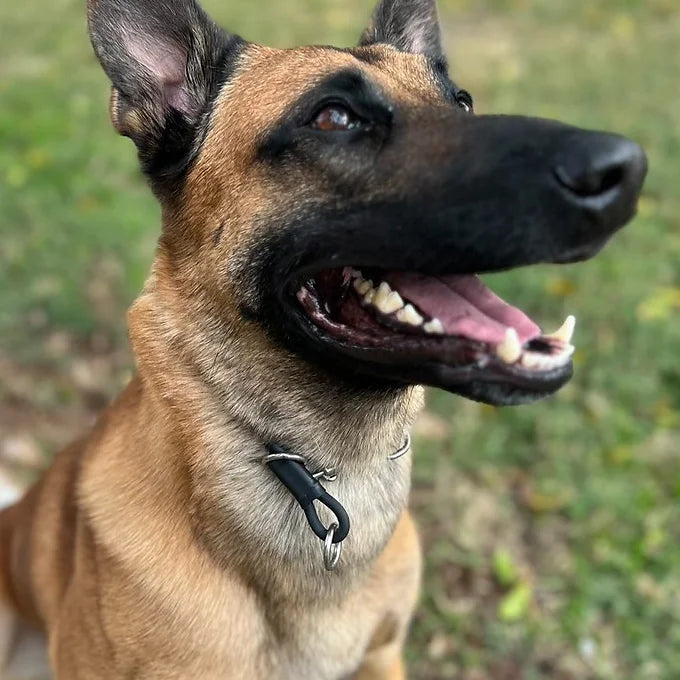 "Gus" Dominant Dog Collar- BioThane
