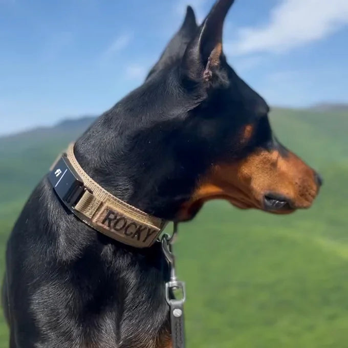 Fi Series 3/3+ Valor Adventure Collar -1.75
