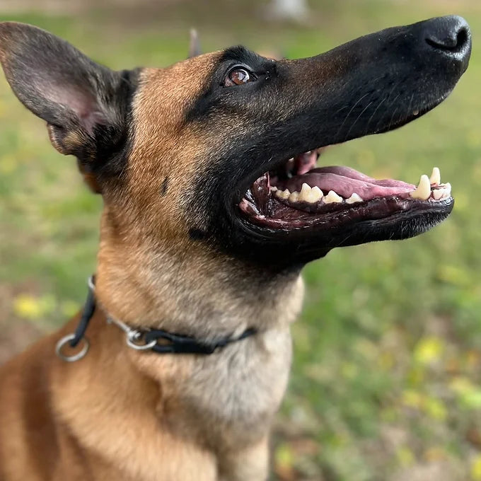 "Gus" Dominant Dog Collar- BioThane