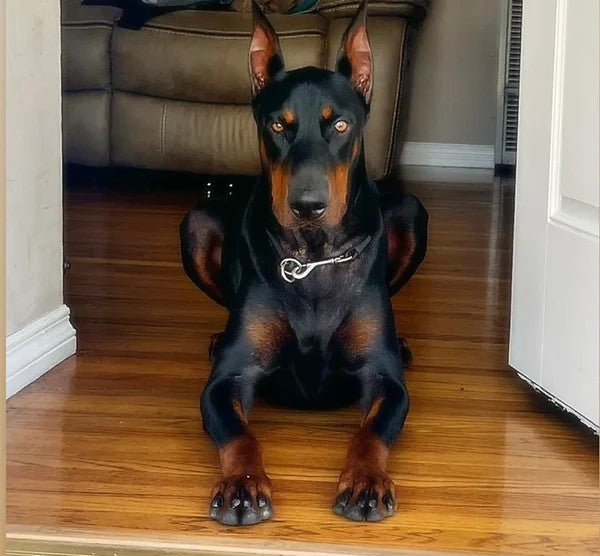 "Gus" Dominant Dog Collar- BioThane