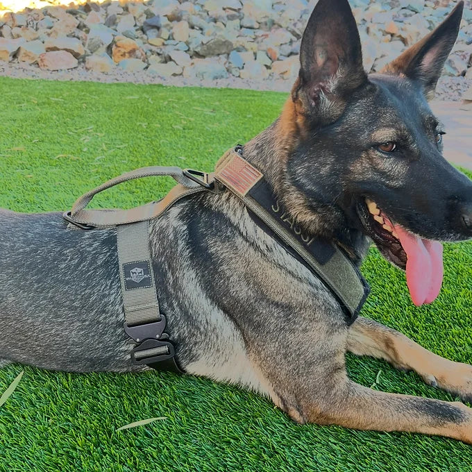 Patriot Everyday Harness