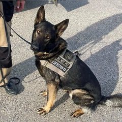 Patriot Elite Harness