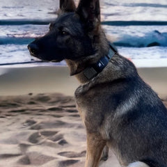 Fi Series 3/3+ Valor Adventure Collar -1.75