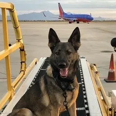 Yewa Martingale (TSA Compliant)