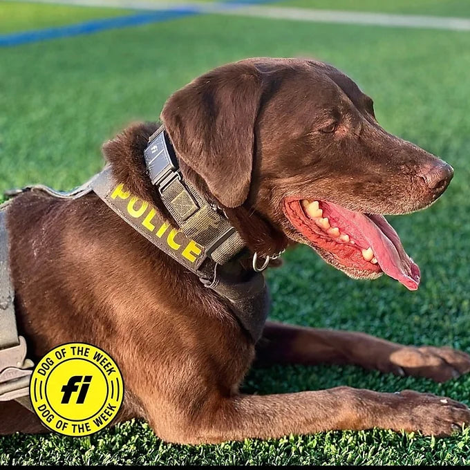 Fi Series 3/3+ Valor Adventure Collar -1.75