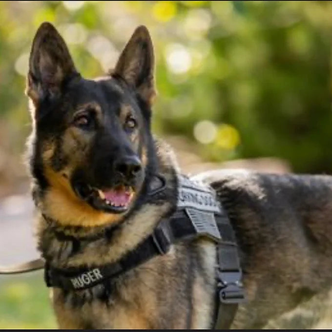 Patriot Elite Harness