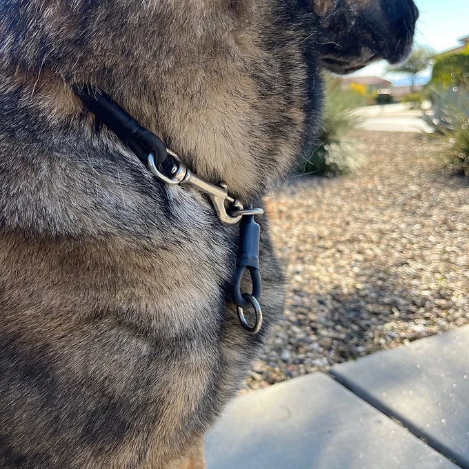 "Gus" Dominant Dog Collar- BioThane