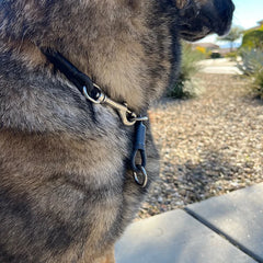 "Gus" Dominant Dog Collar- BioThane