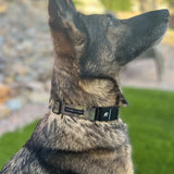 Fi Series 3/3+  1" Bobcat Collar