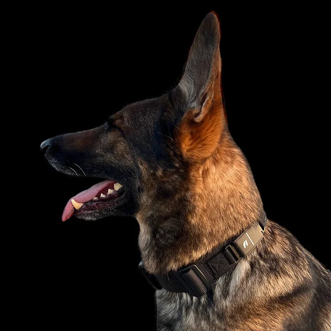 Fi Series 3/3+ Valor Adventure Collar -1.75