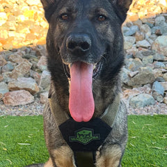Patriot Everyday Harness