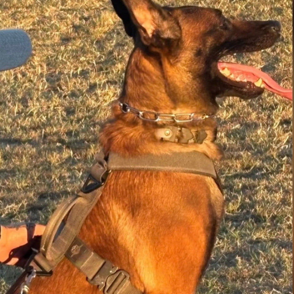 Patriot Everyday Harness