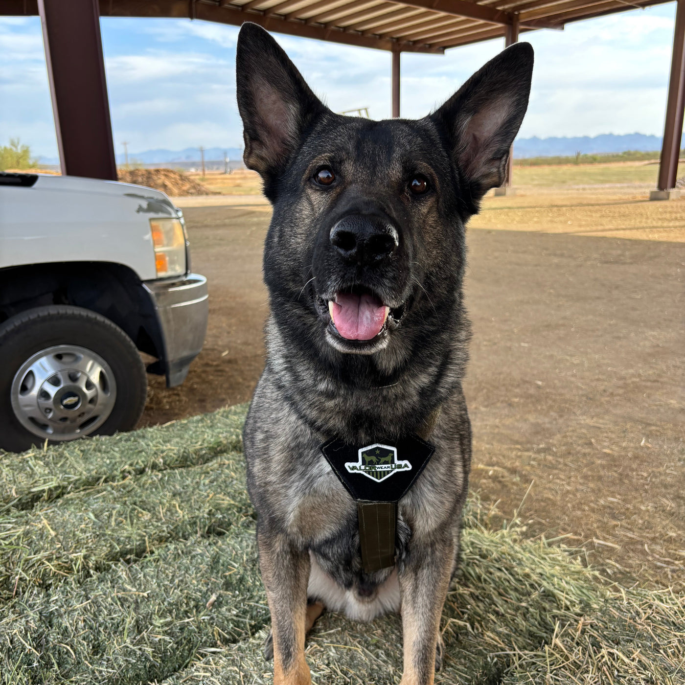 Patriot Everyday Harness