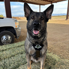 Patriot Everyday Harness